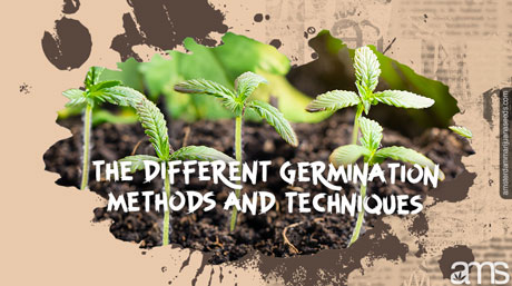 cannabis seeds germination