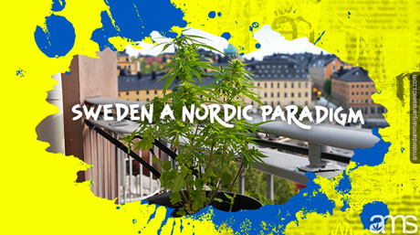 Stockholm in Sweden potted cannabis plant