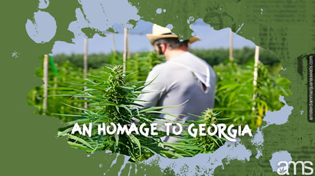 marijuana cultivation in Georgia