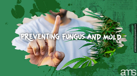 prevent fungus mold