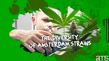 Diversaty of Amsterdam Strains