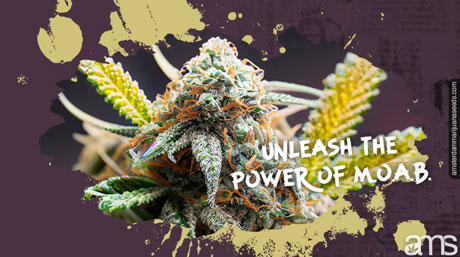 Unleash the Power of MOAB Mother of All Buds AMS