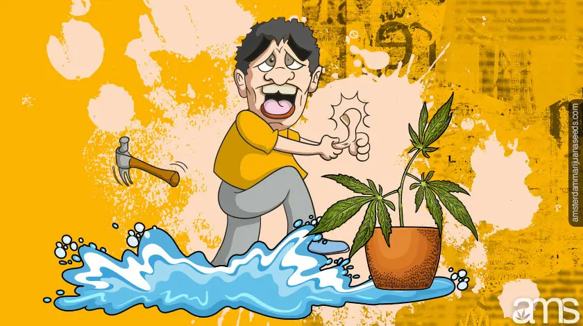 Imagen de Marihuana AMS7