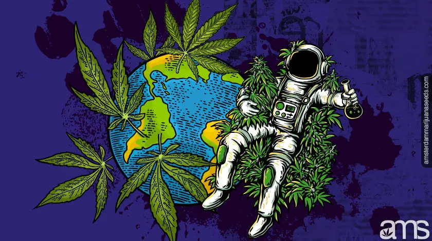 Imagen de Marihuana AMS8