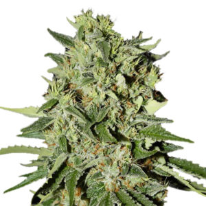White Widow Regular Seeds