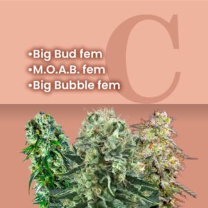 Big Buds Feminized Combo