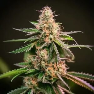 Canut Feminized Seeds